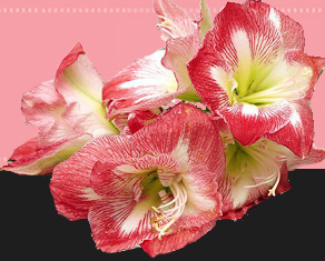 Floral Design