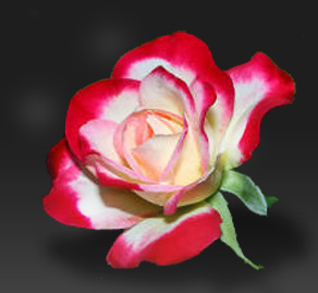 Pink Rose